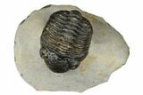 Bargain, Austerops Trilobite - Visible Eye Facets #186722-1